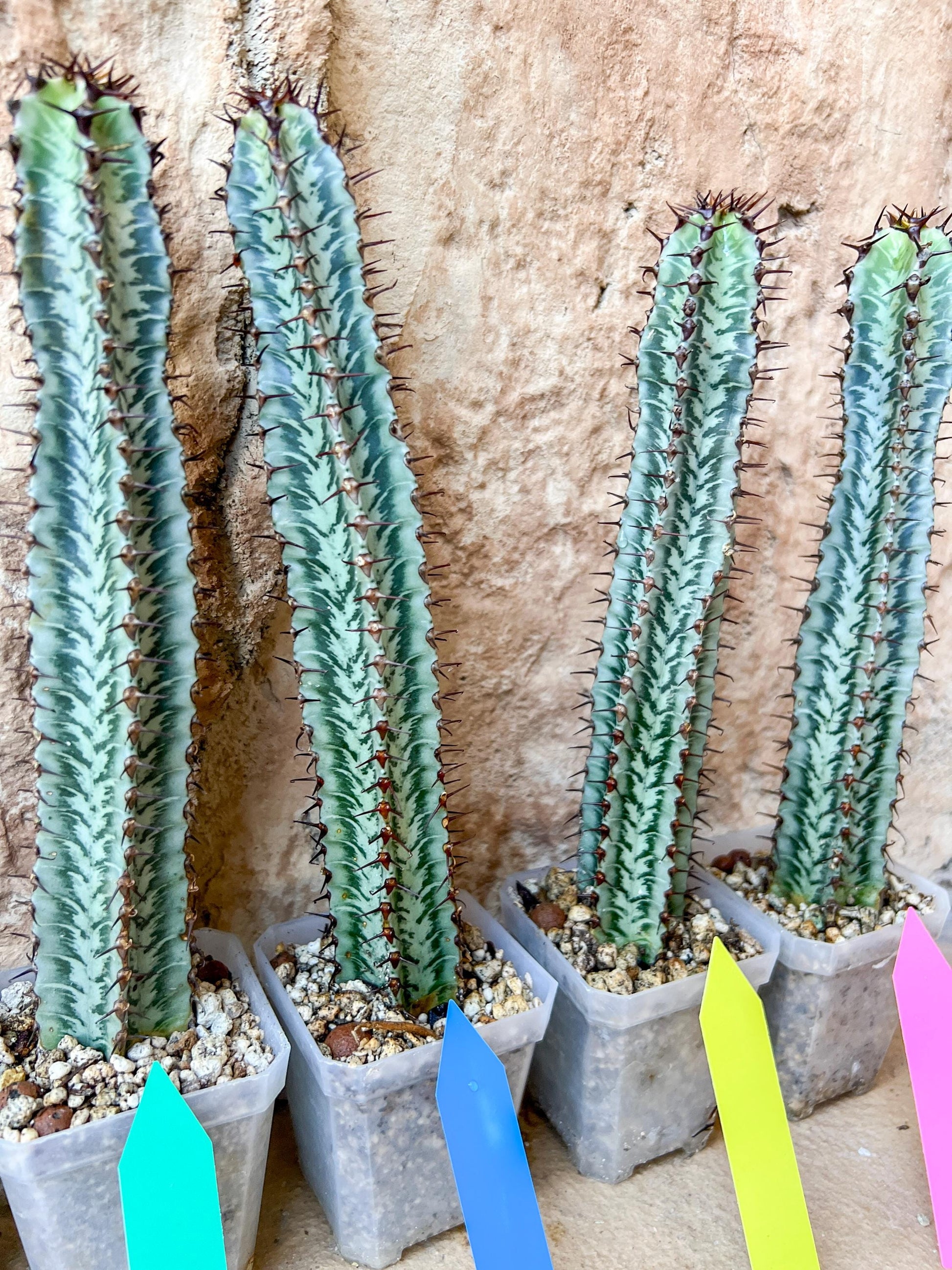 Confinalis Ssp. Rhodesia Cactus | Mint Color cactus | Rare cactus