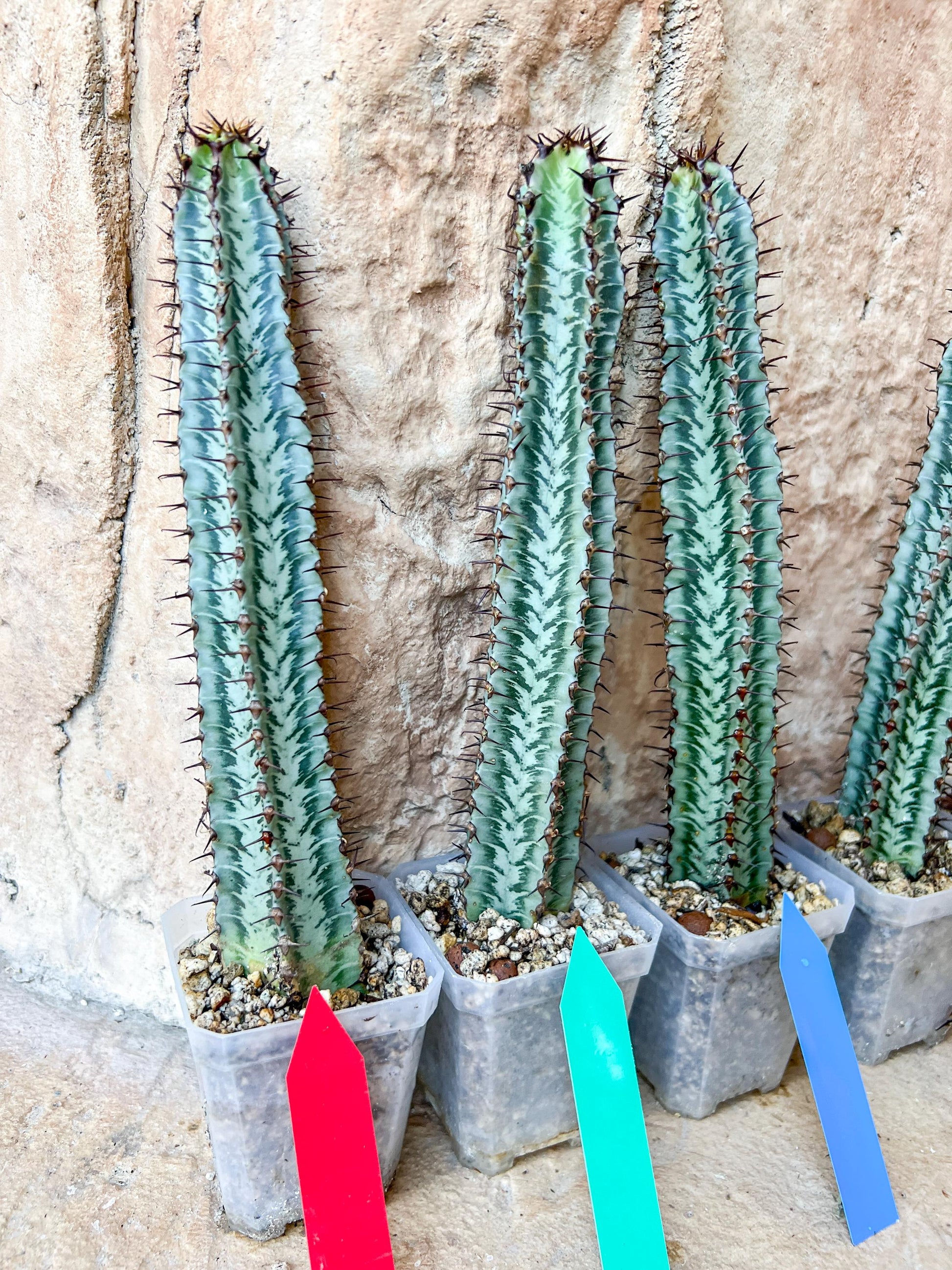 Confinalis Ssp. Rhodesia Cactus | Mint Color cactus | Rare cactus