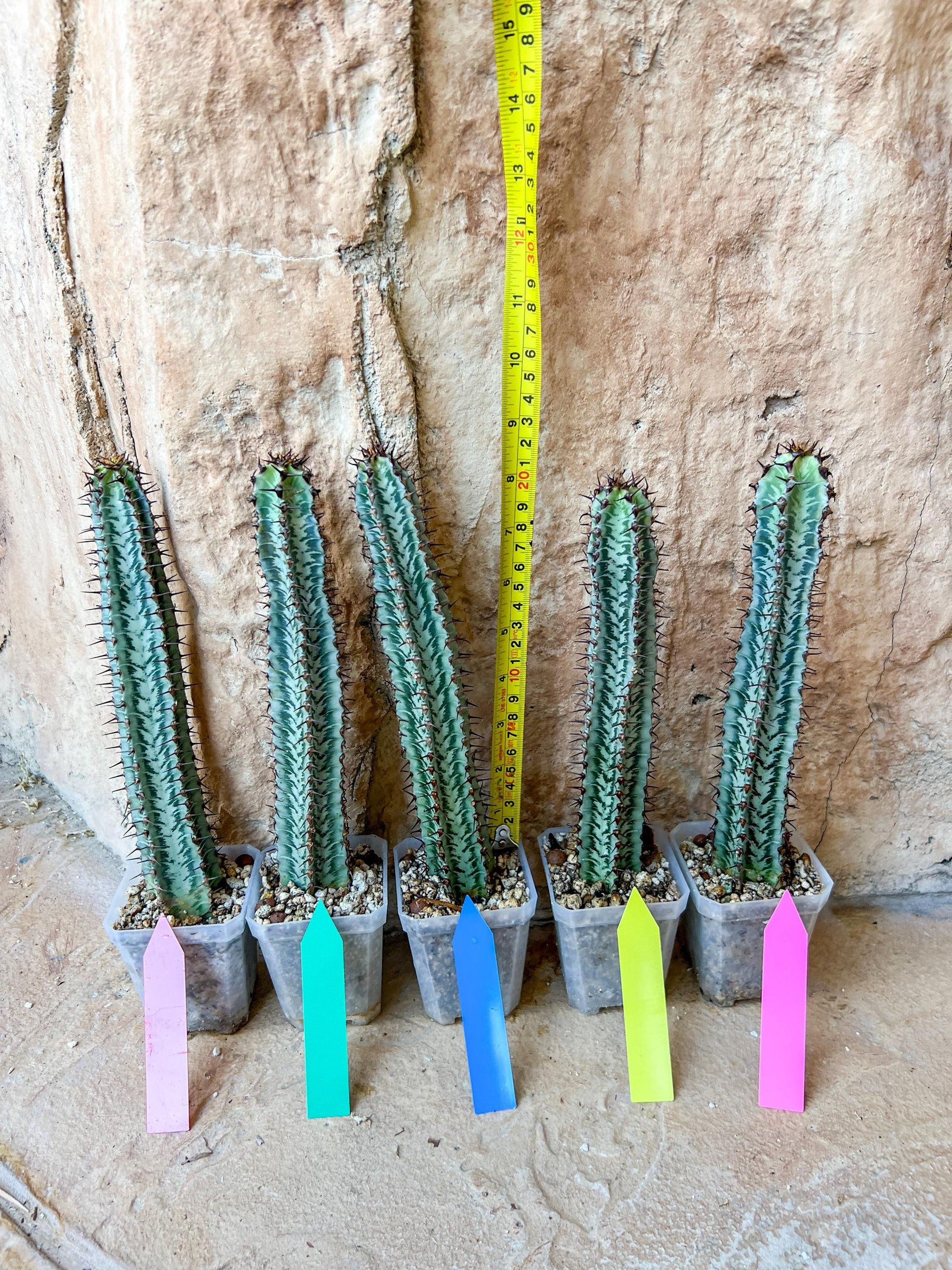 Confinalis Ssp. Rhodesia Cactus | Mint Color cactus | Rare cactus