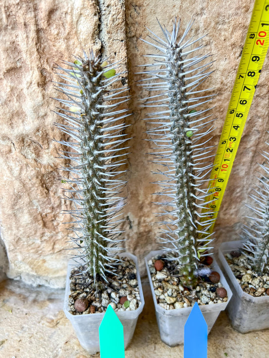 Rare Procera Plant | Madagascar ocotillo | Rare Imported