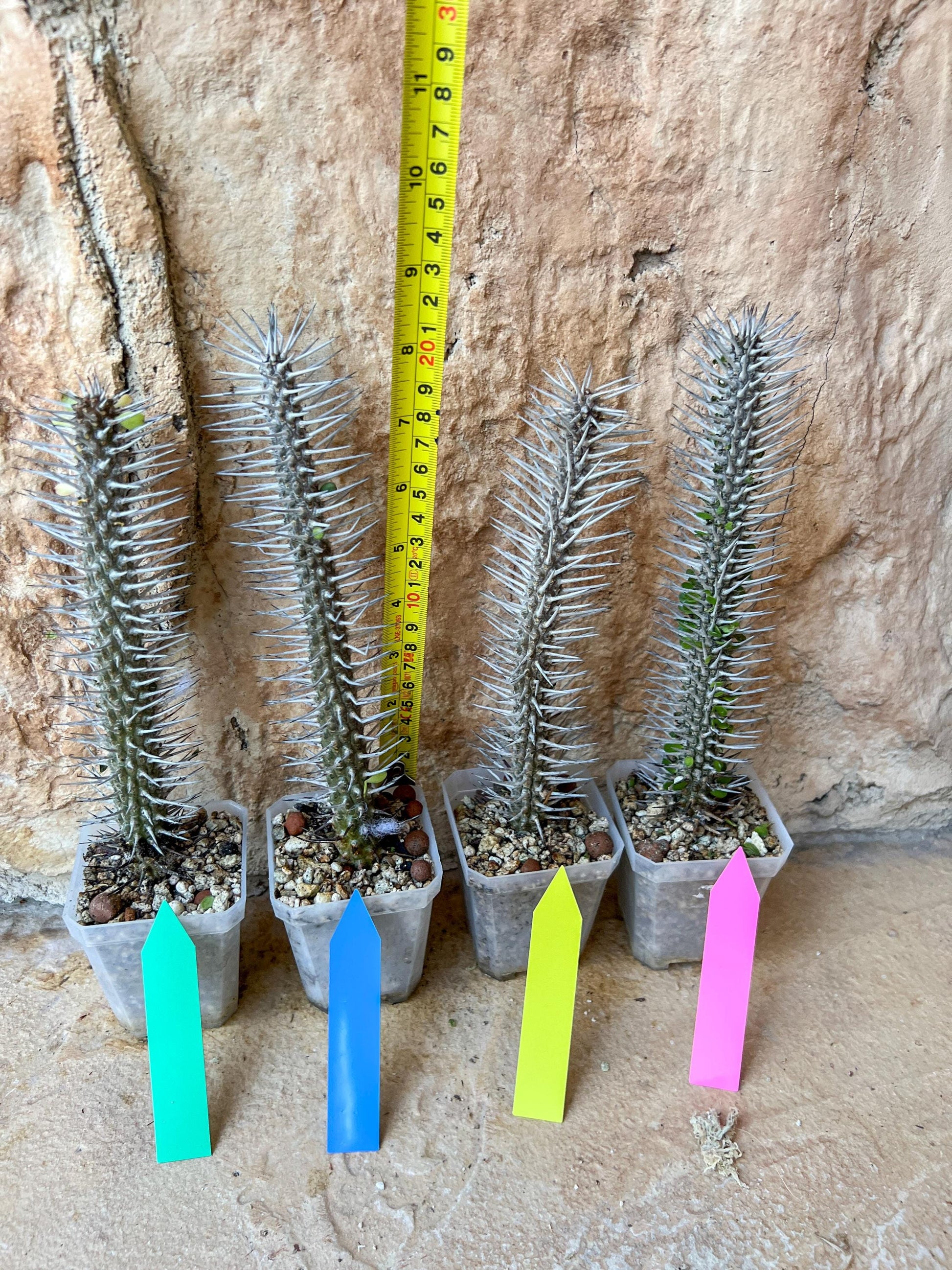 Rare Procera Plant | Madagascar ocotillo | Rare Imported