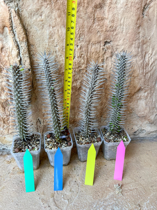 Rare Procera Plant | Madagascar ocotillo | Rare Imported
