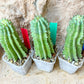 Horrida Cactus | Collectors chase, nature creates | Imported
