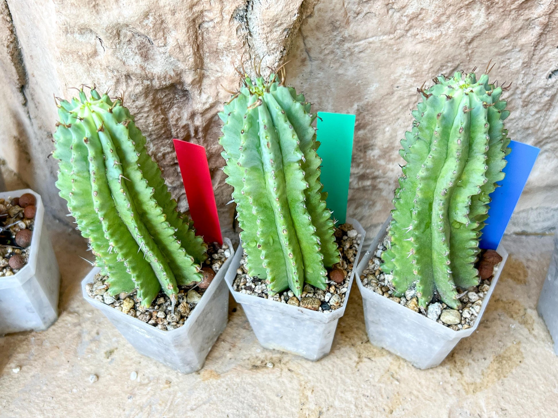 Horrida Cactus | Collectors chase, nature creates | Imported