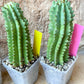 Horrida Cactus | Collectors chase, nature creates | Imported