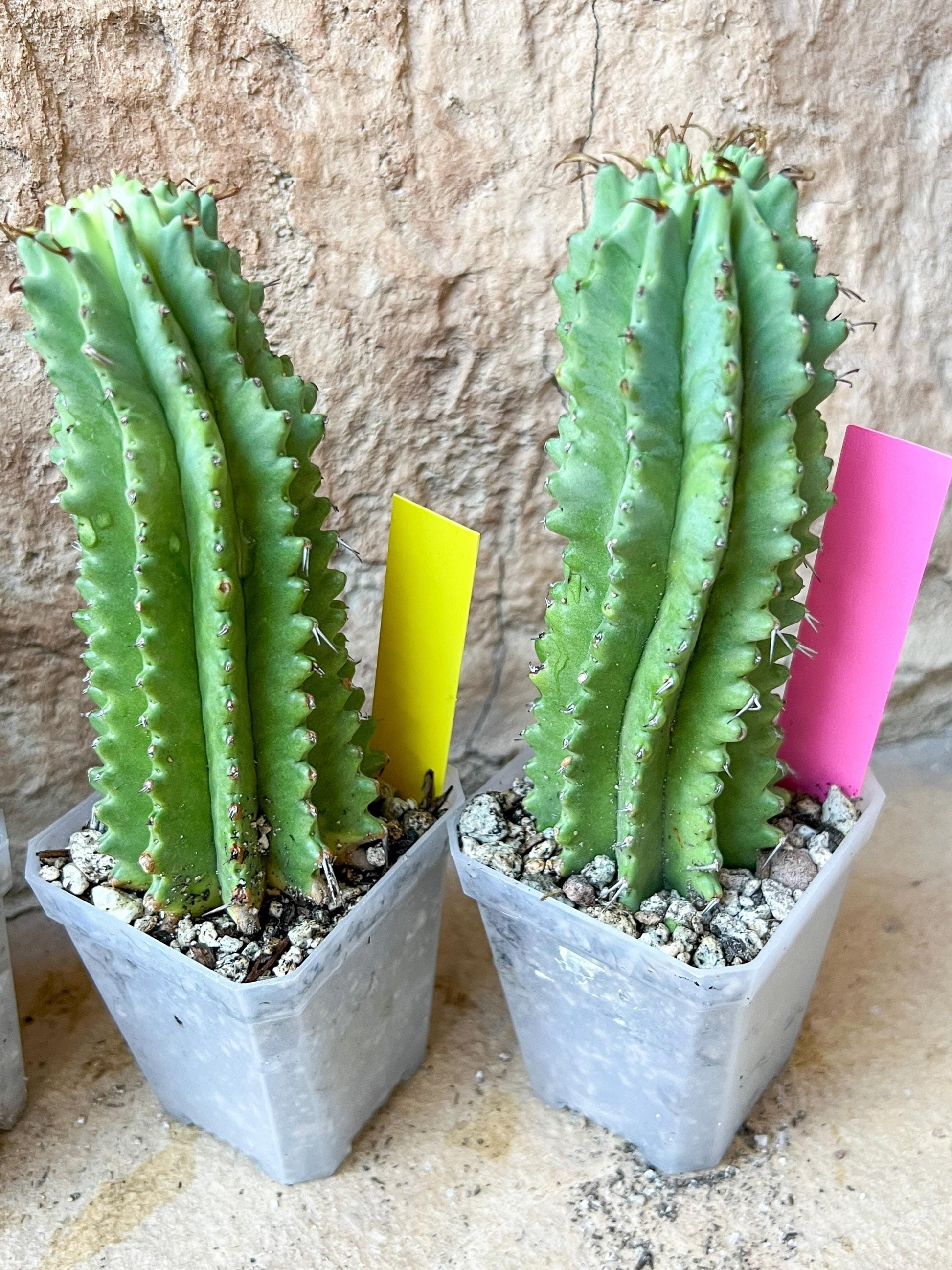 Horrida Cactus | Collectors chase, nature creates | Imported