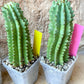 Horrida Cactus | Imported Cactus | Rare Succulent