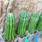 Horrida Cactus | Collectors chase, nature creates | Imported