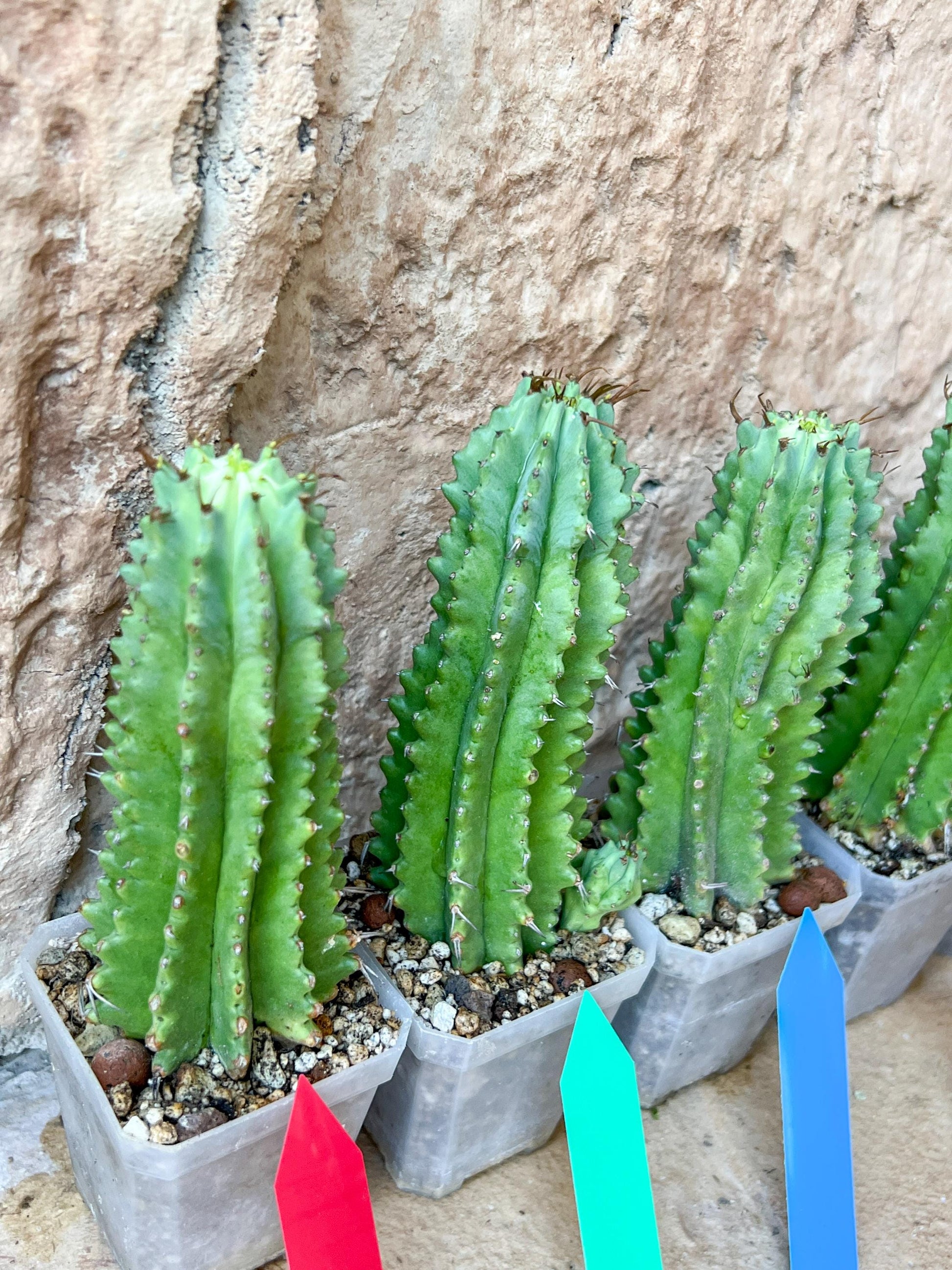 Horrida Cactus | Collectors chase, nature creates | Imported