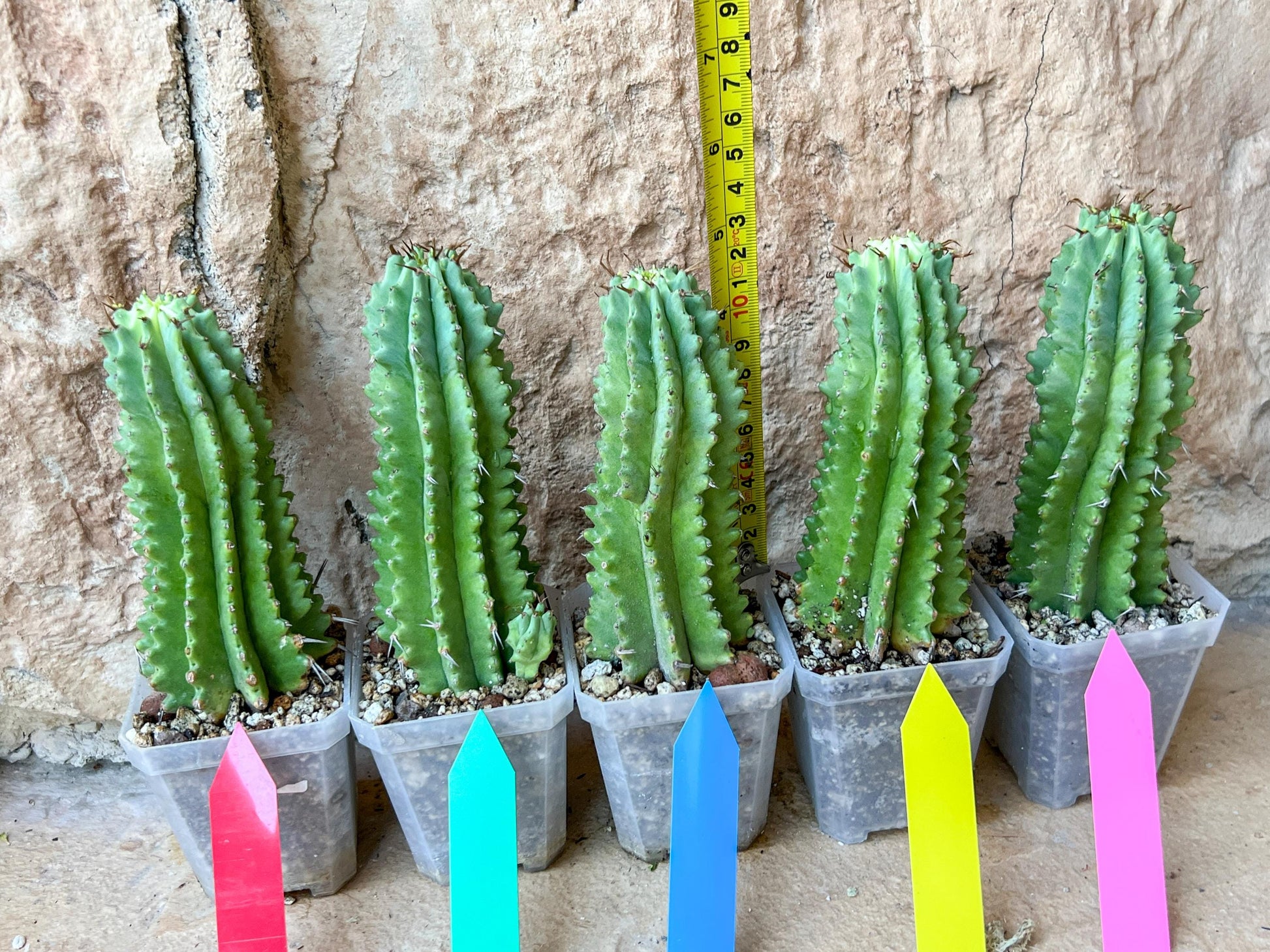 Euphorb Fruticosa Inermis (Blue) | Rare Succulent