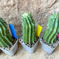 Horrida Cactus | Collectors chase, nature creates | Imported