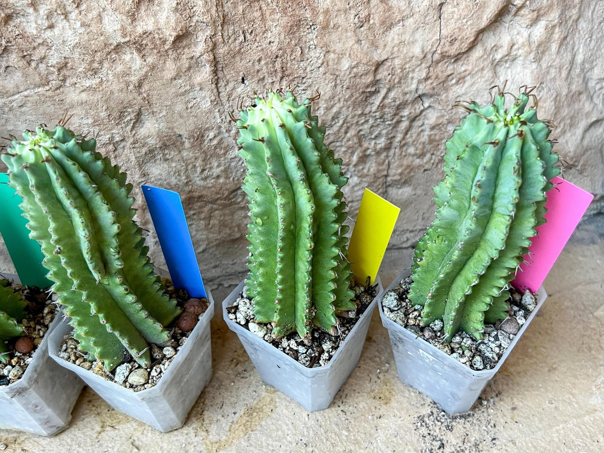 Horrida Cactus | Collectors chase, nature creates | Imported
