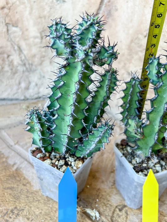 Cactus Petraea S.Carter | Succulent Cactus | Beautiful Plant | Imported