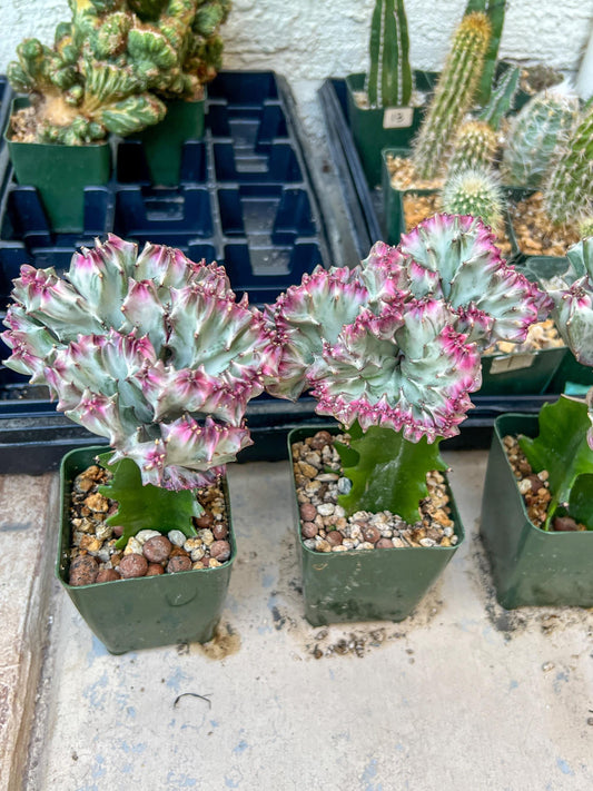 Large Lactea Crested Grafted More Silver/White | Imported Cactus | Rare Succulent
