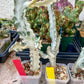 Ghost cactus (Ground 2) | White variegated Euphorb lactea