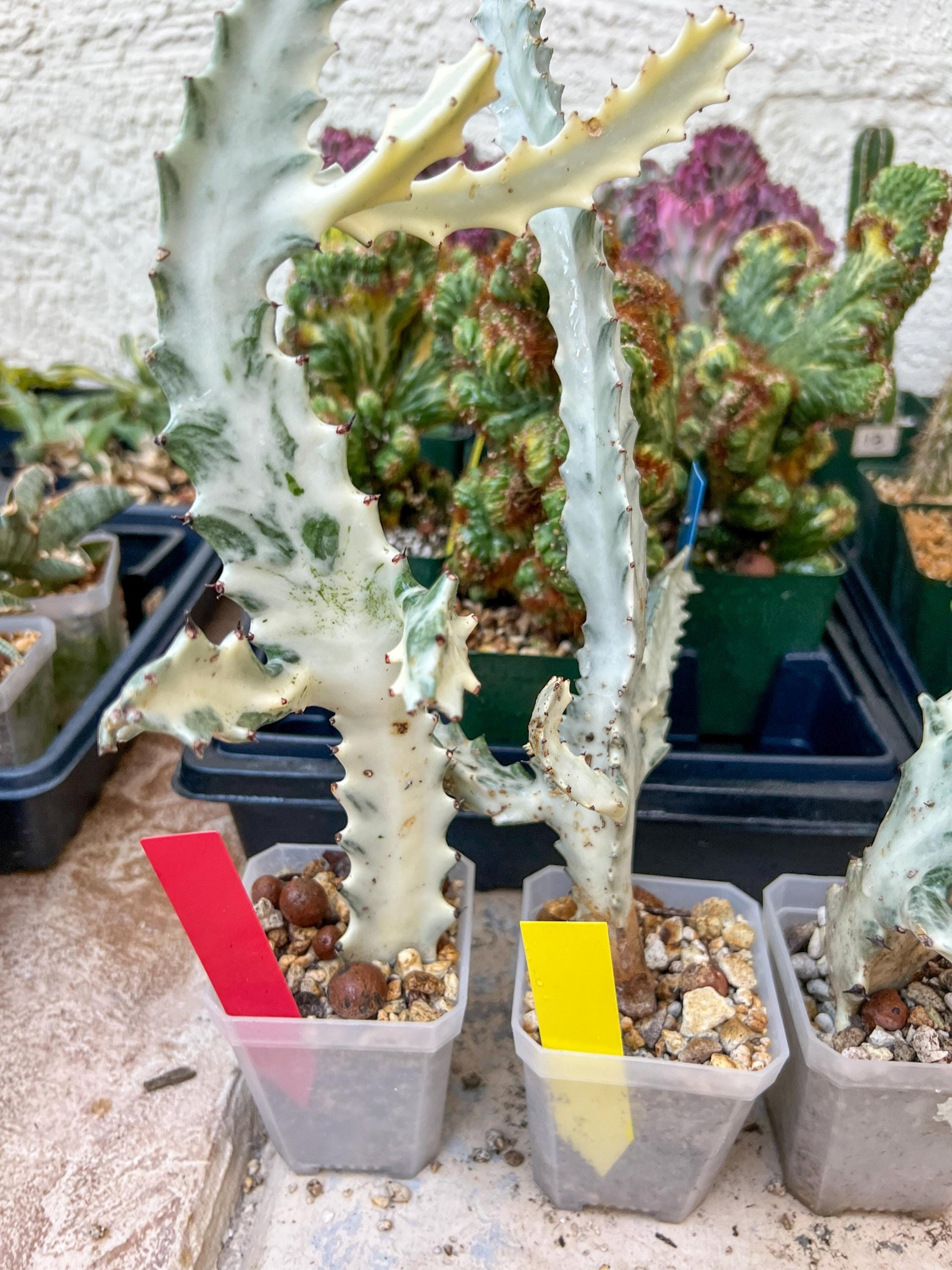 Ghost cactus (Ground 2) | White variegated Euphorb lactea