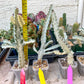 Ghost cactus (Ground 2) | White variegated Euphorb lactea