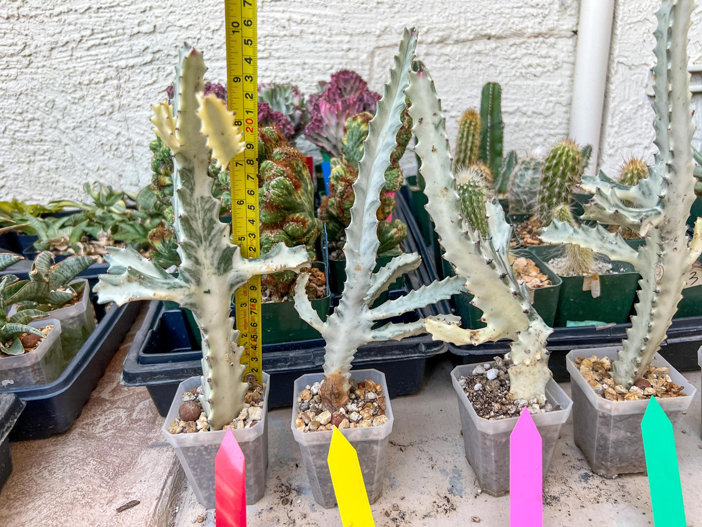 Ghost cactus (Ground 2) | White variegated Euphorb lactea