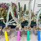 Ghost cactus (Ground 2) | White variegated Euphorb lactea