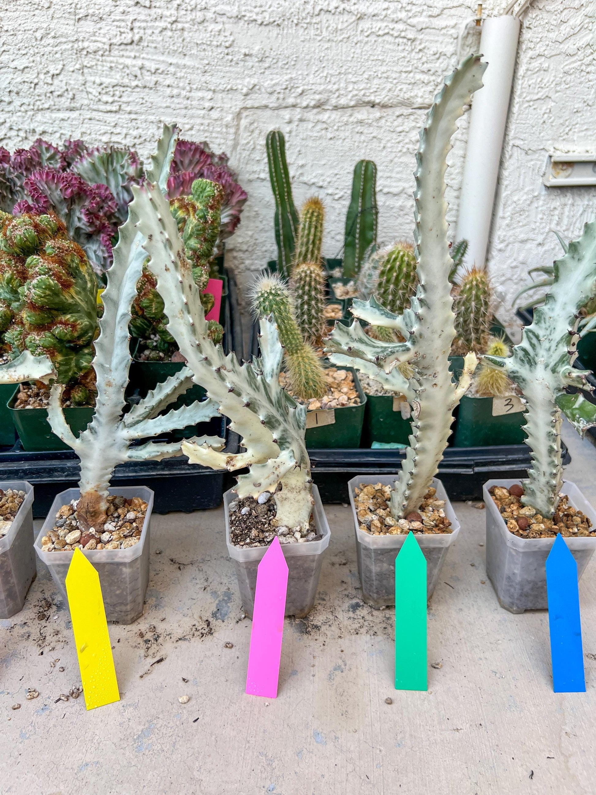 Ghost cactus (Ground 2) | White variegated Euphorb lactea