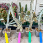 Ghost cactus (Ground 2) | Imported Cactus | Rare Succulent