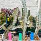 Ghost cactus (Ground 2) | White variegated Euphorb lactea