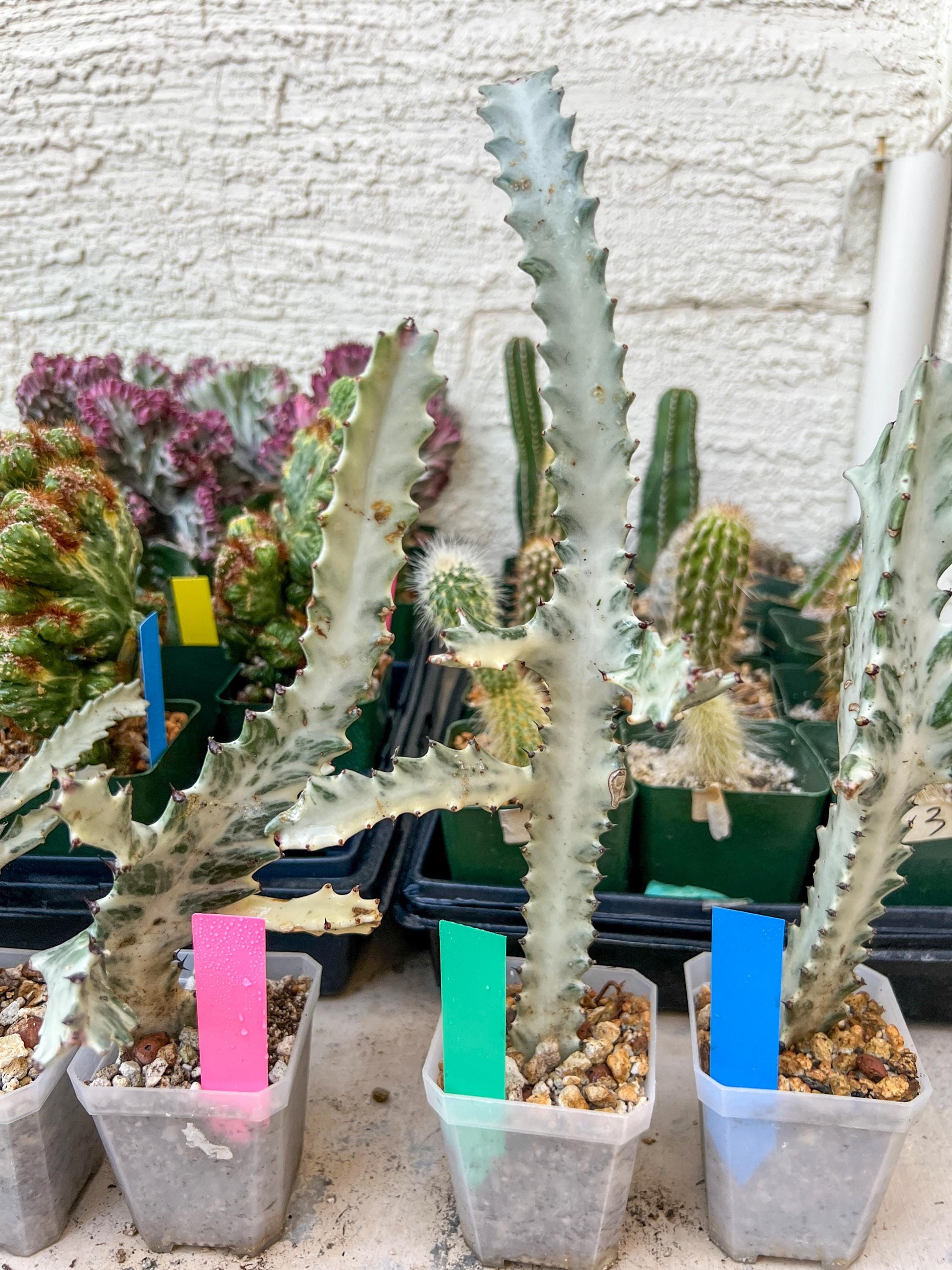 Ghost cactus (Ground 2) | White variegated Euphorb lactea