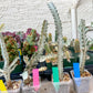 Ghost cactus (Ground 2) | White variegated Euphorb lactea