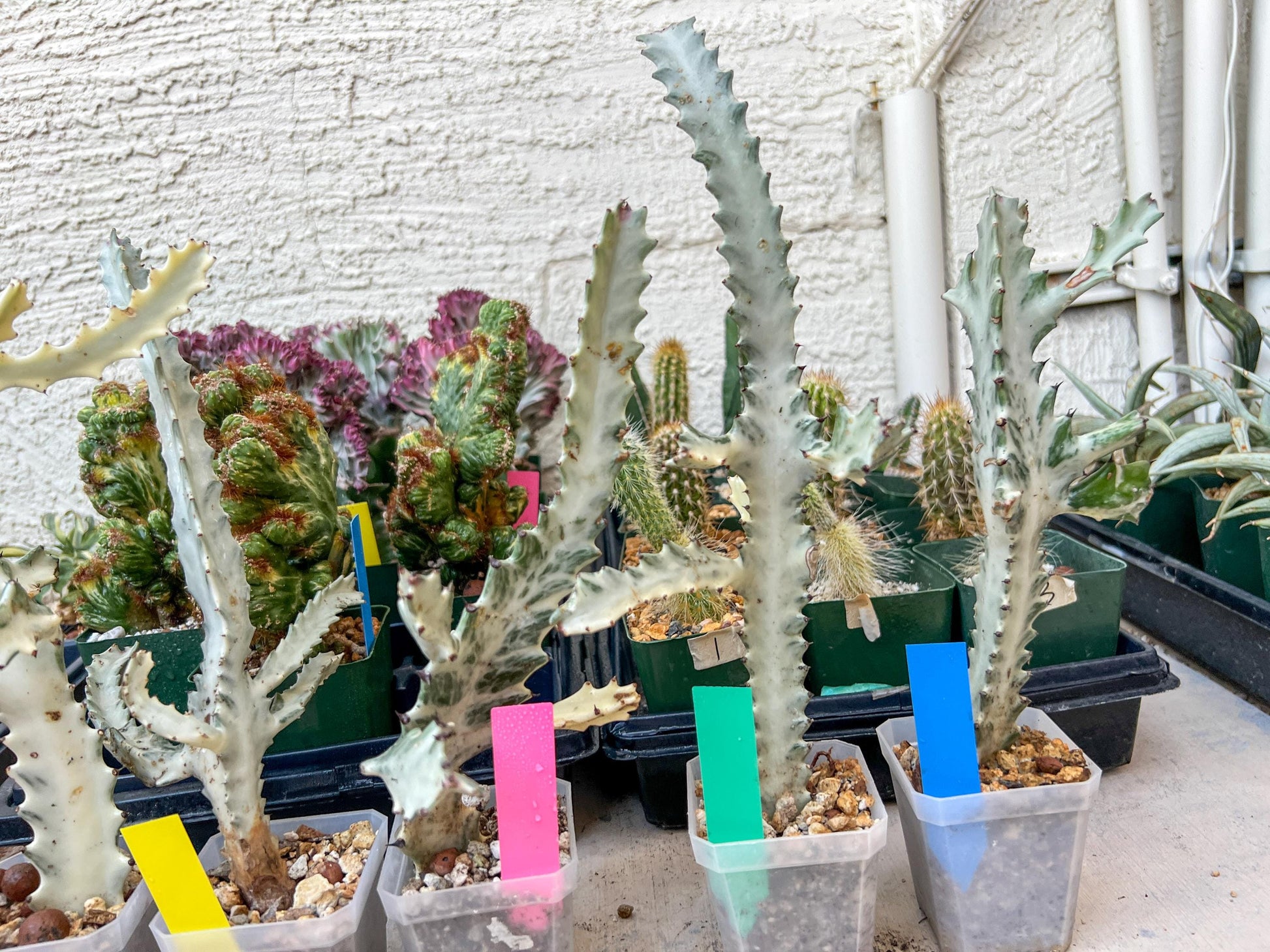Ghost cactus (Ground 2) | White variegated Euphorb lactea