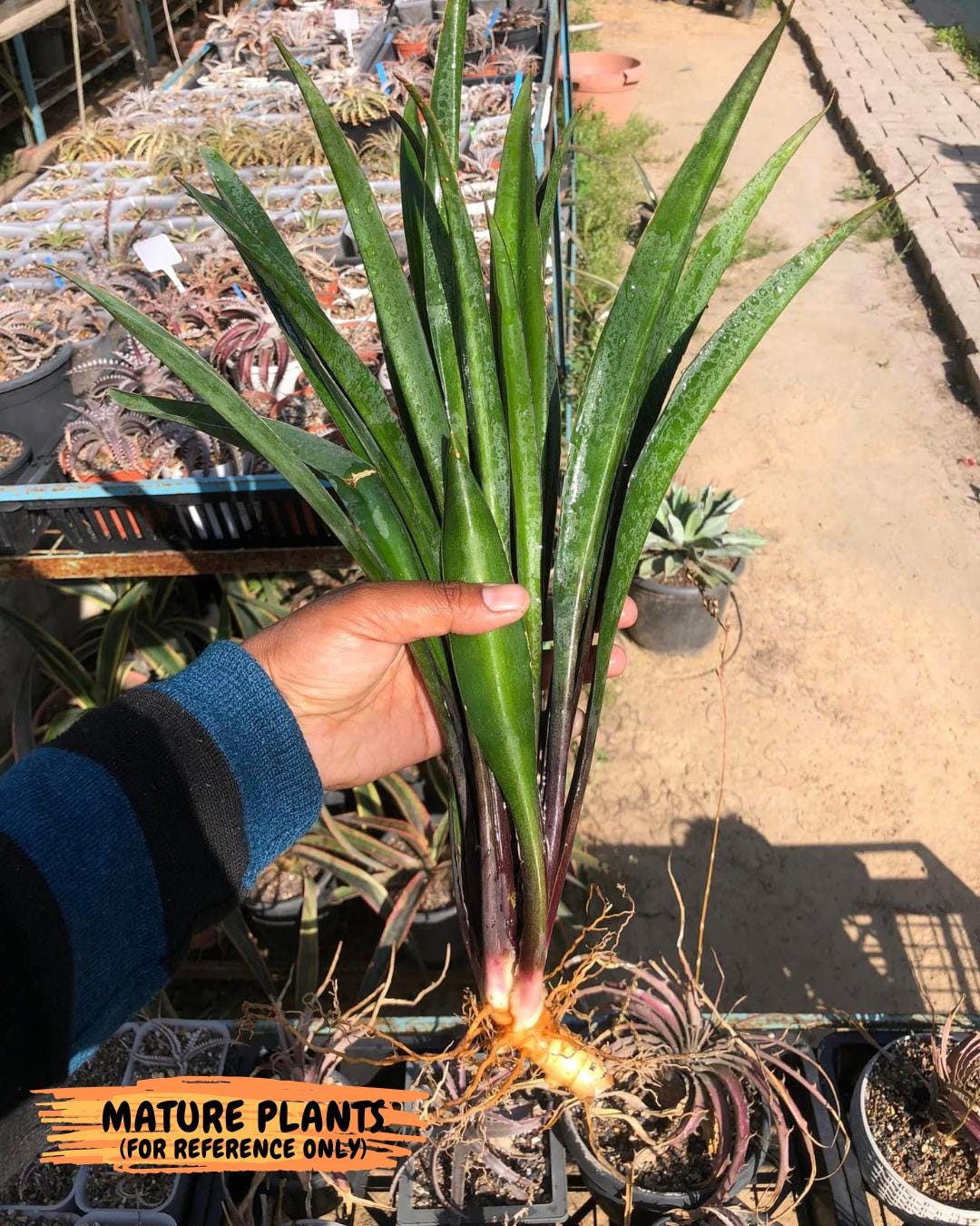 Sansevieria Violet (B-P) | Very Rare Import | rare Hybrid
