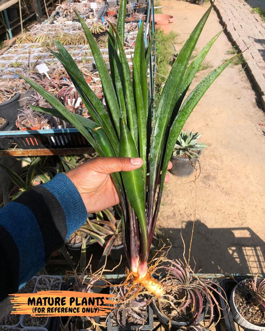Sansevieria Violet (B-P) | Very Rare Import | rare Hybrid