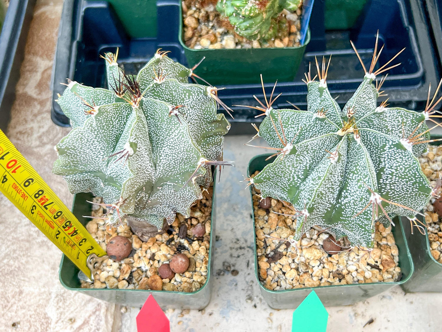 Large Ornatum Cactus | Imported Cactus | Rare Succulent