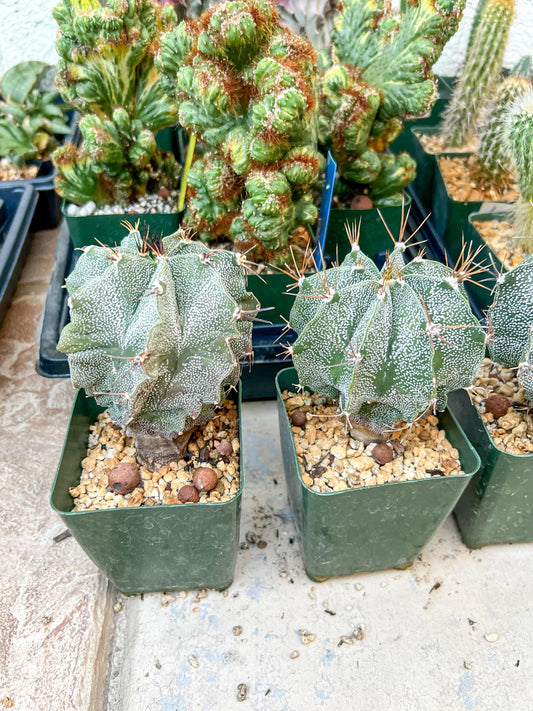 Large Ornatum Cactus | Imported Cactus | Rare Succulent