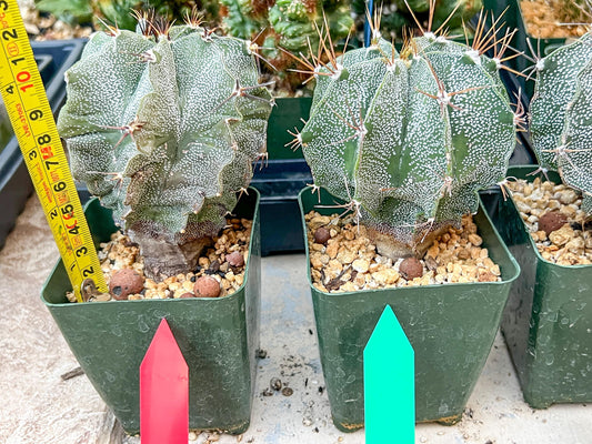Large Ornatum Cactus | Imported Cactus | Rare Succulent