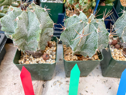 Large Ornatum Cactus | Imported Cactus | Rare Succulent