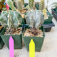Large Ornatum Cactus | Imported Cactus | Rare Succulent