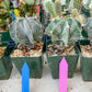 Large Ornatum Cactus | Imported Cactus | Rare Succulent