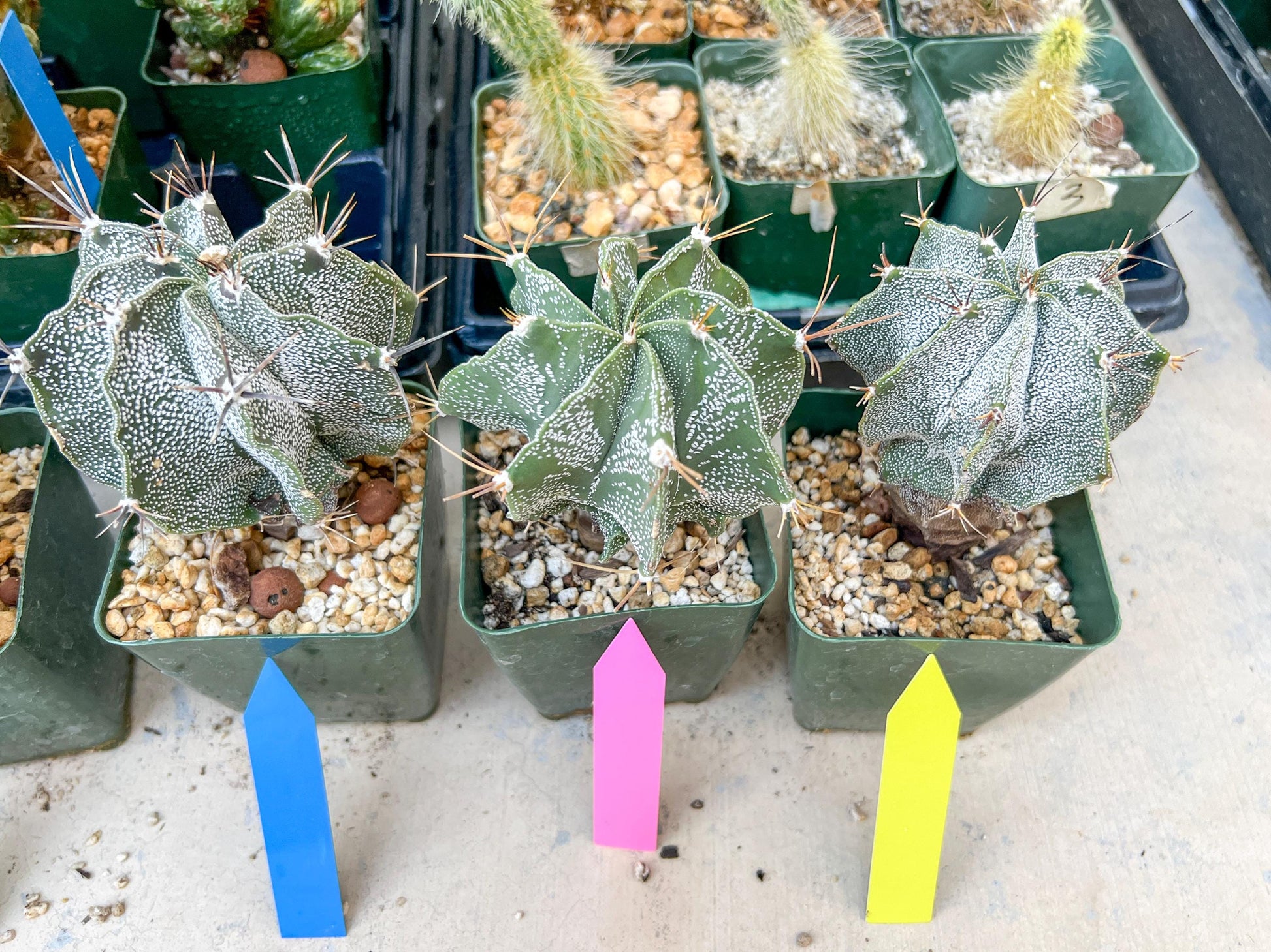 Large Ornatum Cactus | Imported Cactus | Rare Succulent