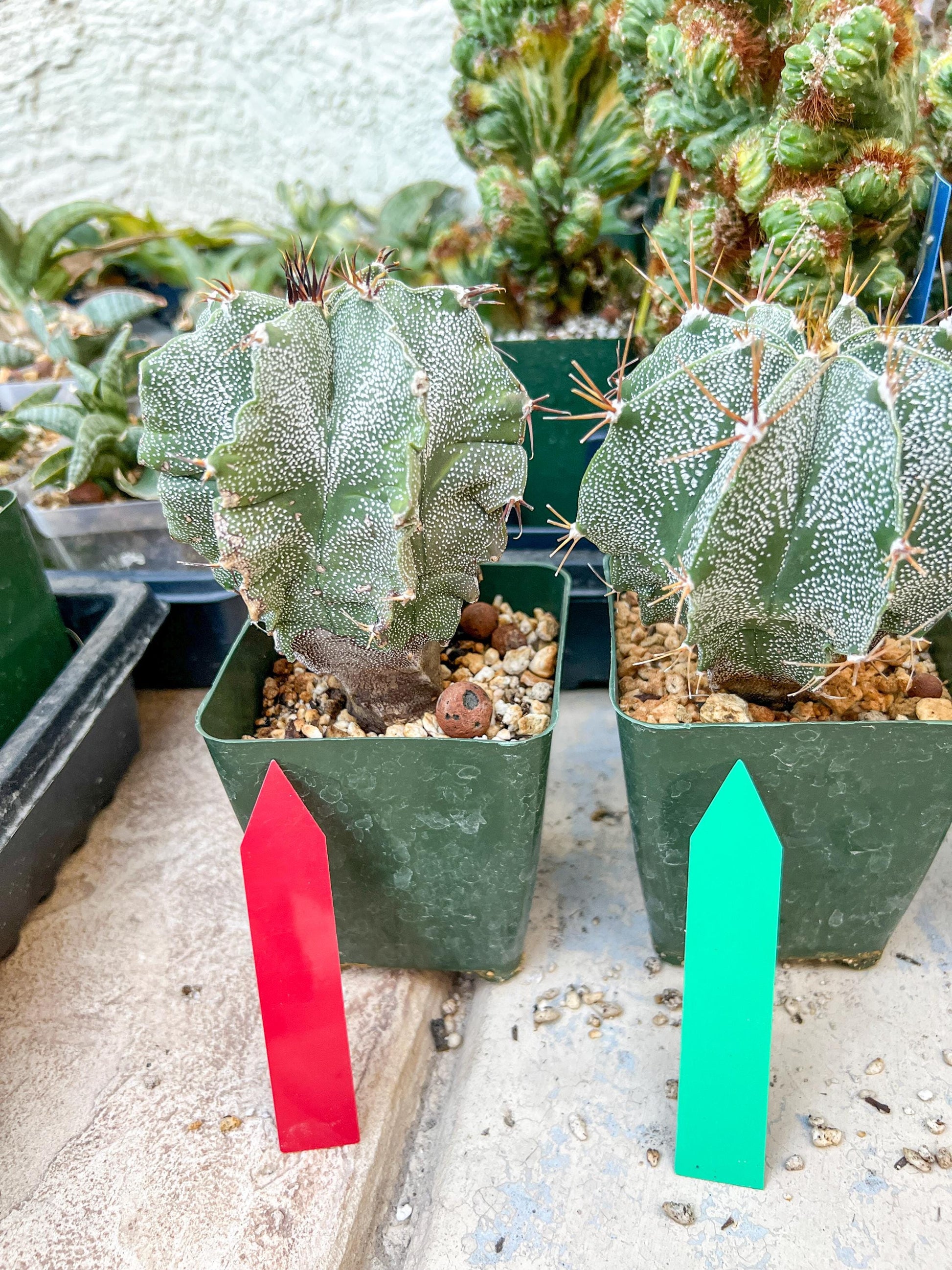 Large Ornatum Cactus | Low Maintenance Plant | Desert Plants | Very Rare Import