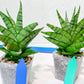 Sansevieria Enduro (H11) | Imported Plants | Rare Hybrid Species