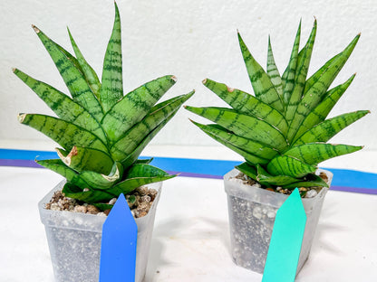 Sansevieria Enduro (H11) | Imported Plants | Rare Hybrid Species
