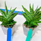 Sansevieria Enduro (H11) | Imported Plants | Rare Hybrid Species