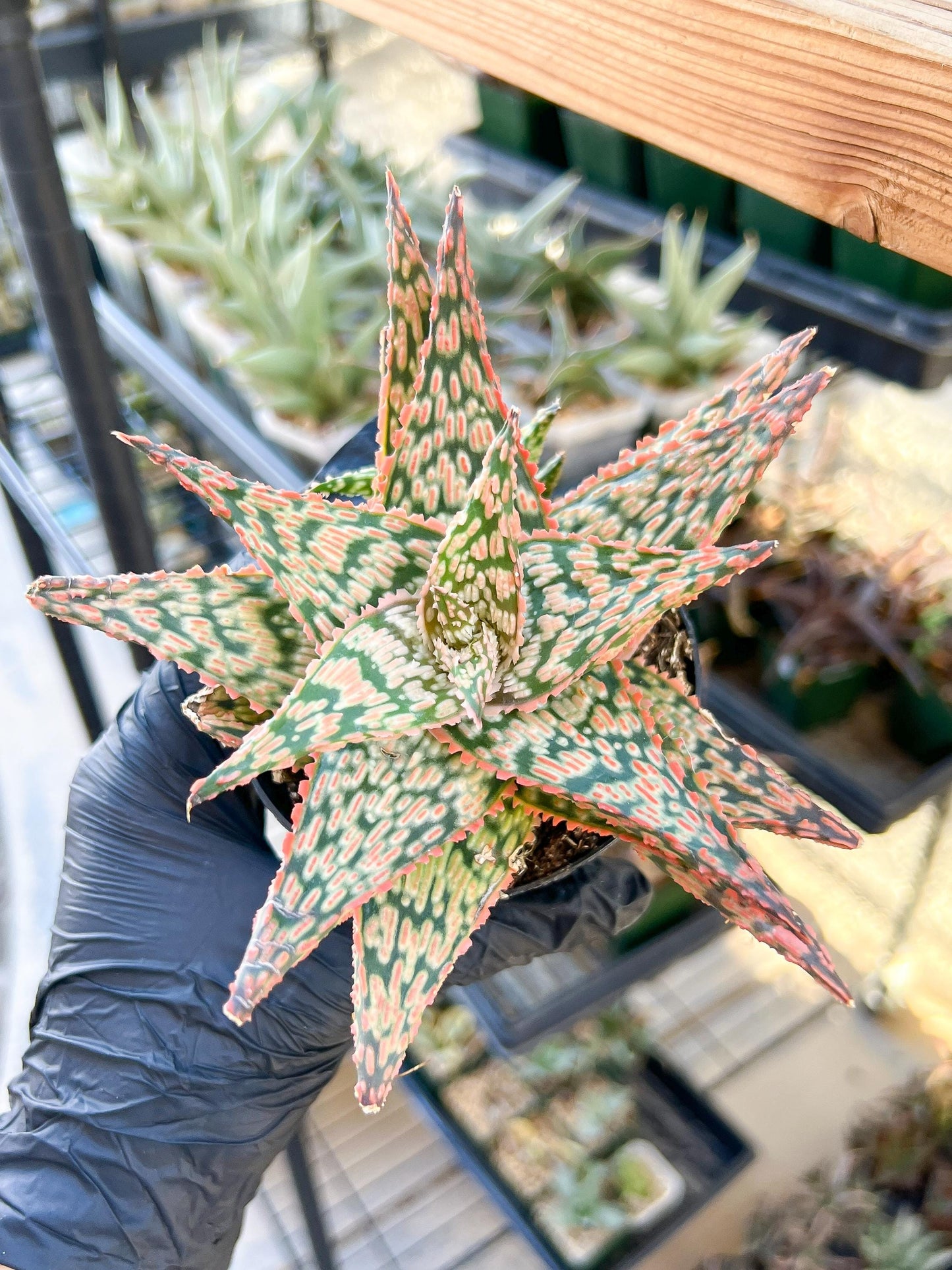 Aloe Firecracker | Indoor Succulents | 3.5" Planter