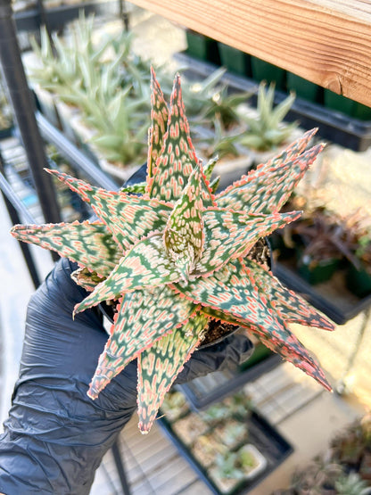 Aloe Firecracker | Indoor Succulents | 3.5" Planter