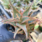 Aloe Oik'| A rare plant is more than decor—it’s therapy | 3.5" Planter