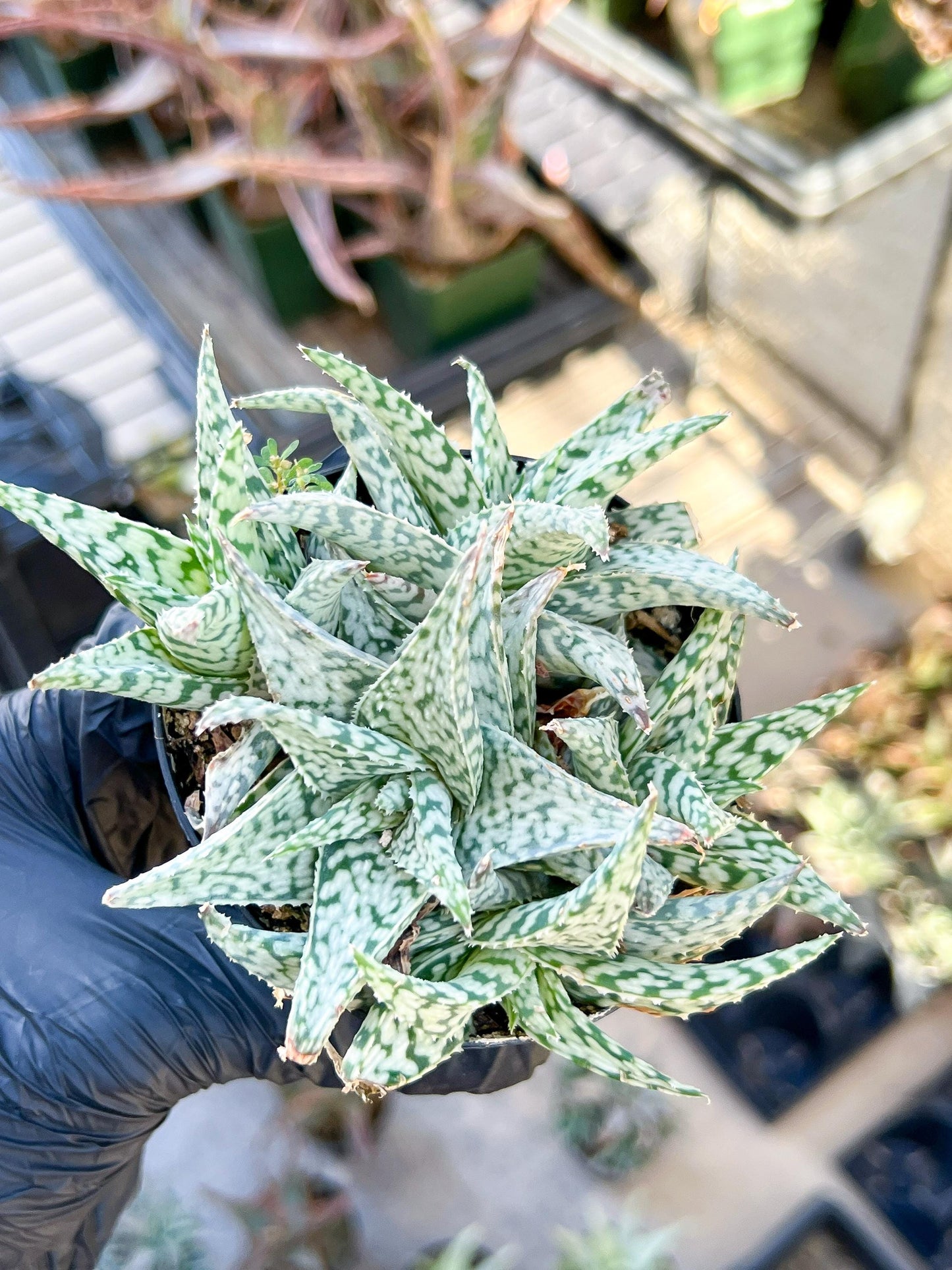Aloe Star Blizzard | Rare aloe plant | Rare succulent | 3.5" Planter