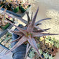 Aloe AJR Hybrid | Rare aloe plant | Rare succulent | 3.5" Planter