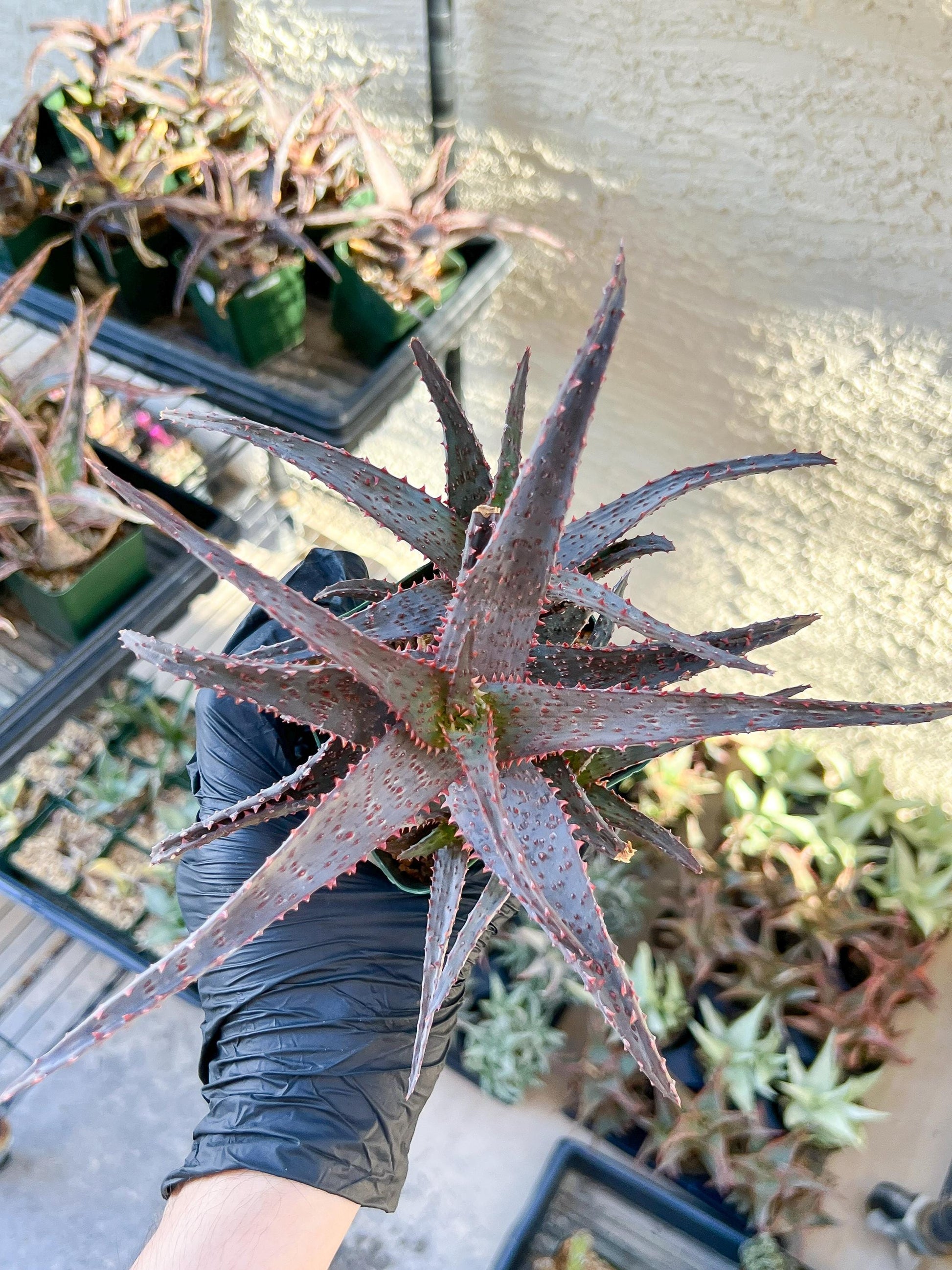 Aloe AJR Hybrid | Rare aloe plant | Rare succulent | 3.5" Planter
