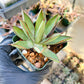 Agave Blue Glow | Imported Rare Agave | 4" Planter