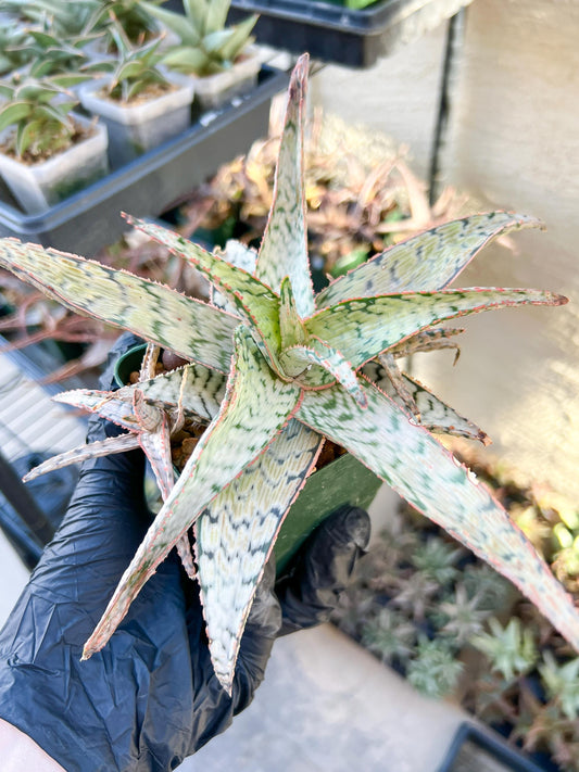 Aloe Candy Cane | Rare aloe plant | Rare succulent | 3.5" Planter